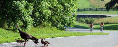 attala county natchez trace